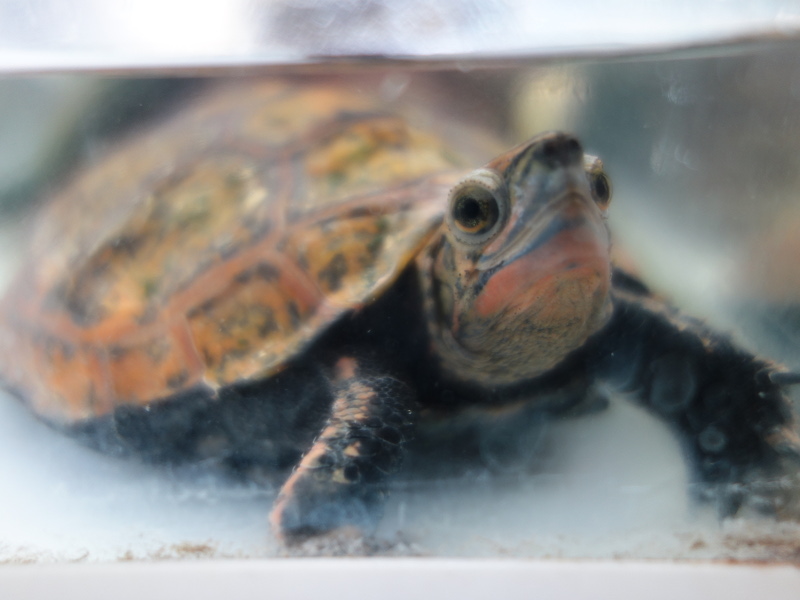 ニホンイシガメ