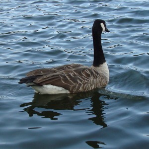 2021年に撮影した自然のワンショット動画