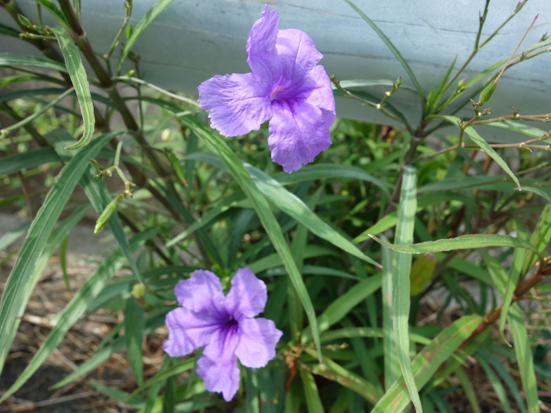 ムラサキルエリア