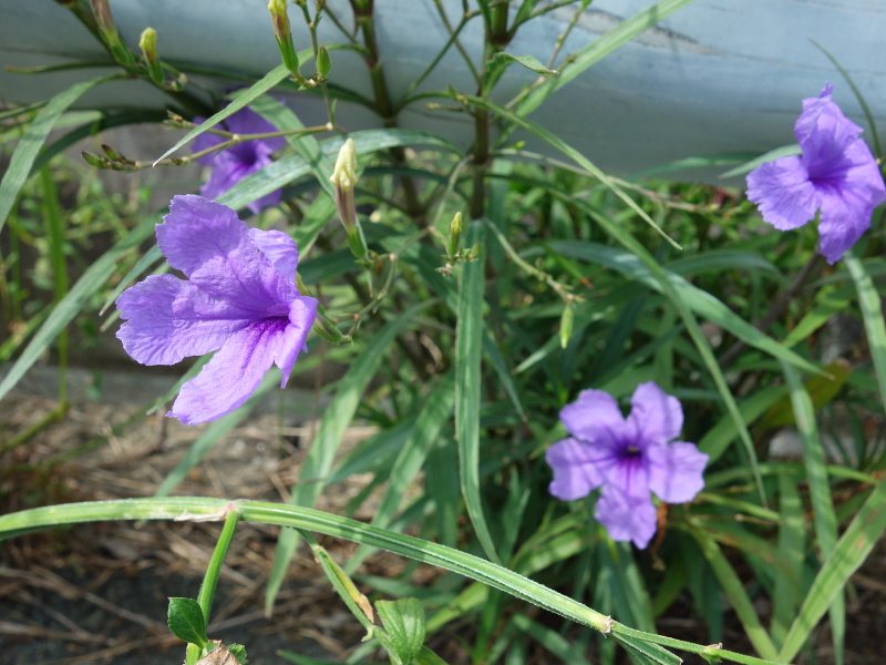 ムラサキルエリア