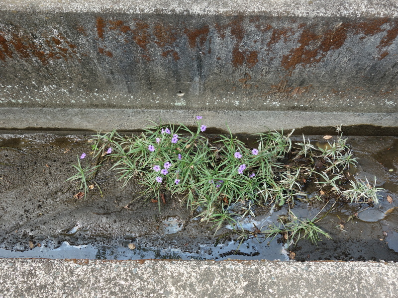 ムラサキルエリア