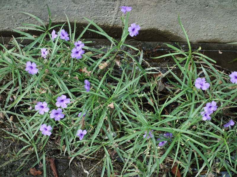 ムラサキルエリア