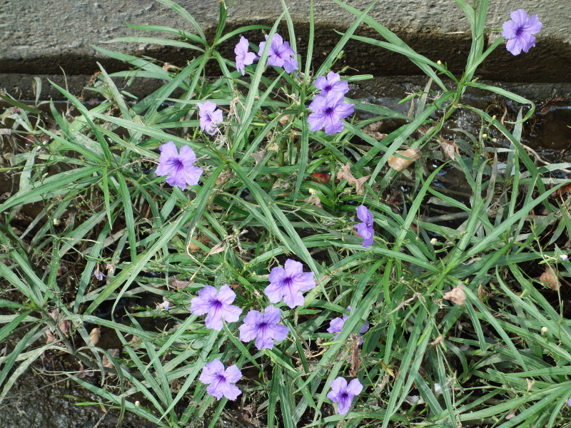 ムラサキルエリア