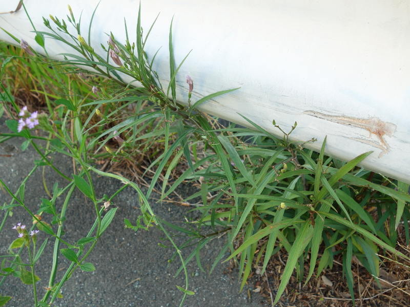 ムラサキルエリア