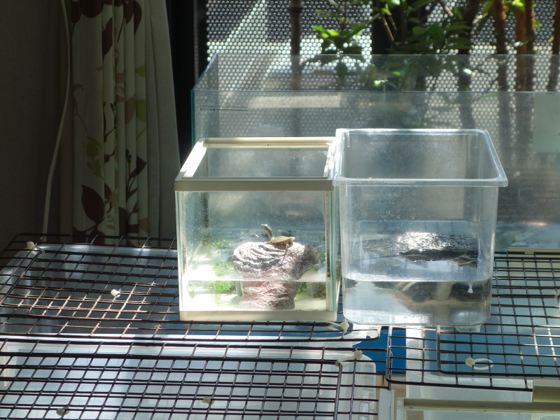 赤ちゃんスッポン