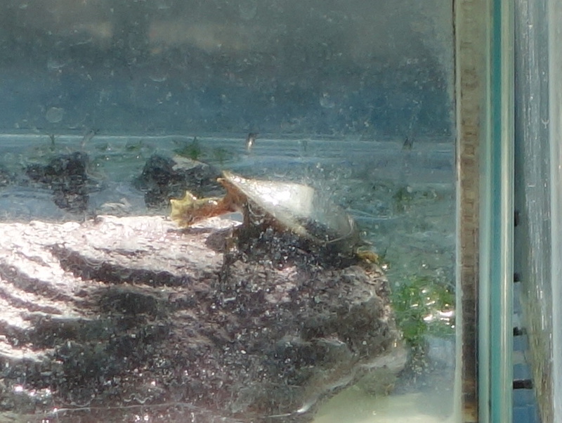 赤ちゃんスッポン