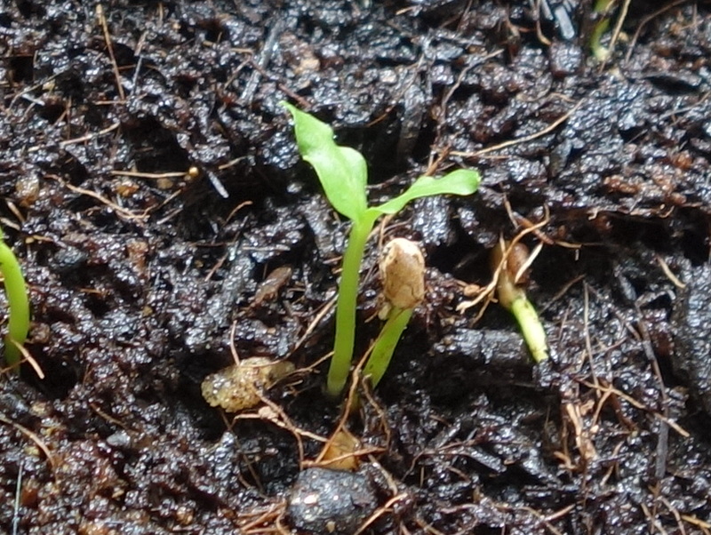 バンジロウの実生