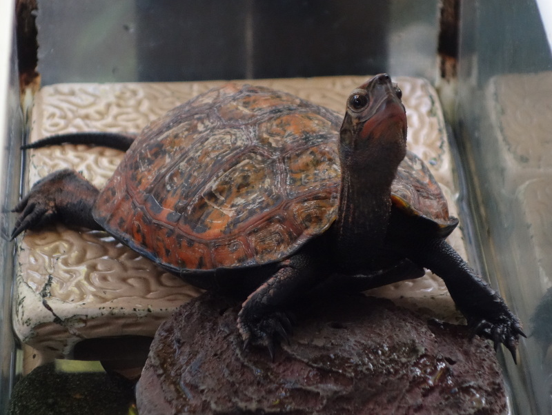 ニホンイシガメ