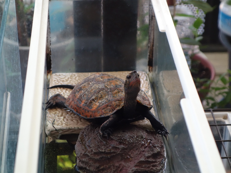 ニホンイシガメ