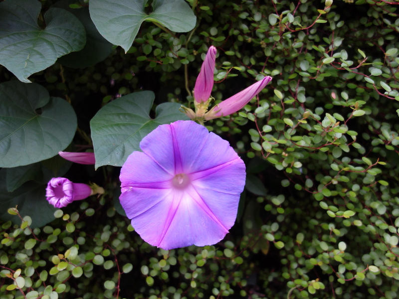 琉球朝顔