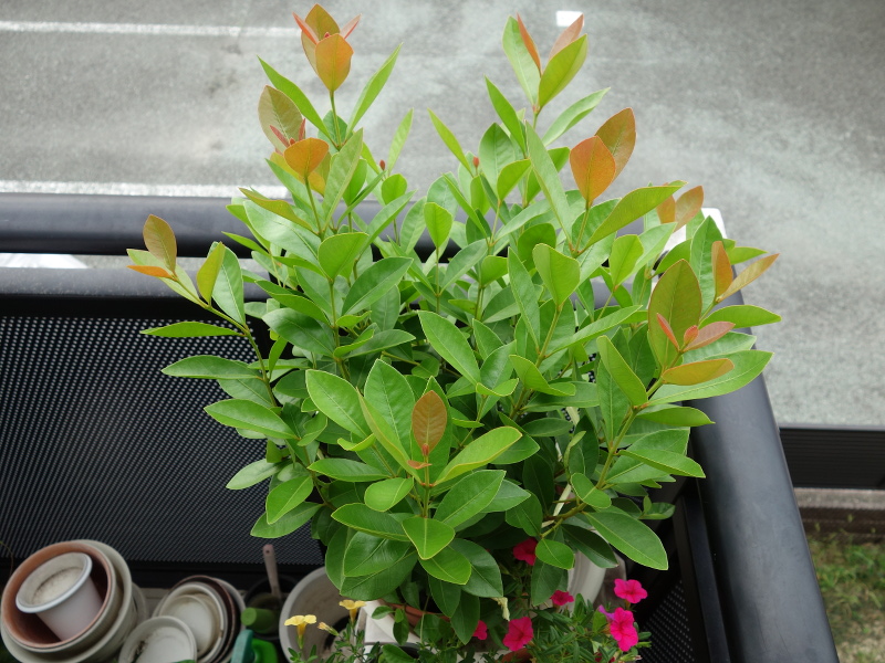 イエローストロベリーグァバの花