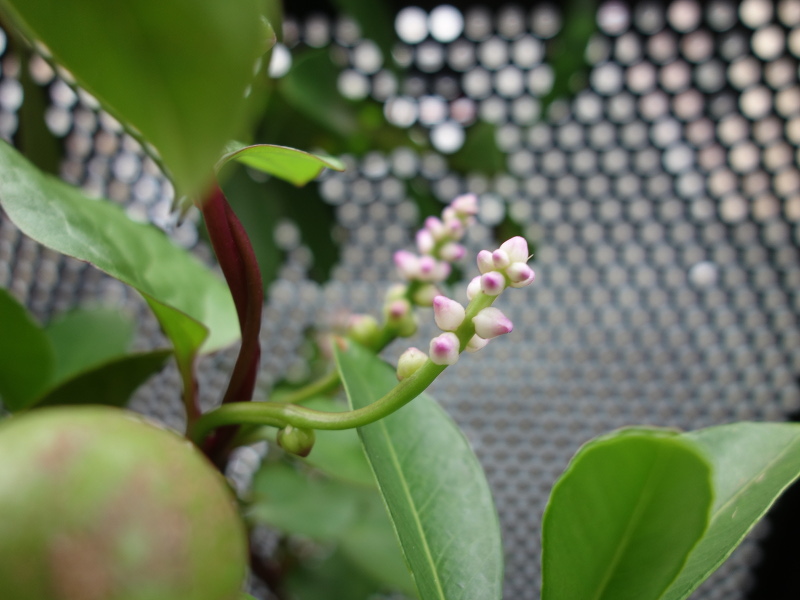 ツルムラサキ赤茎種の花と種