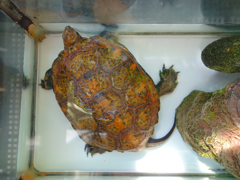 ニホンイシガメ