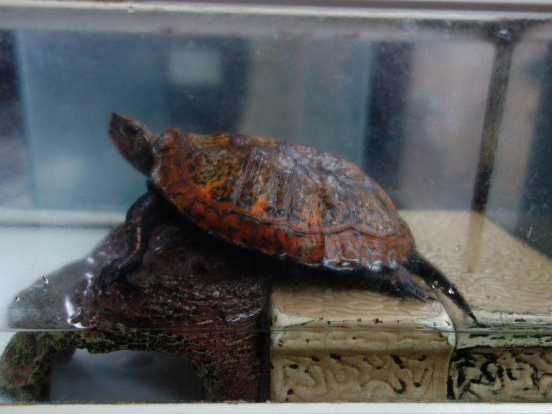 ニホンイシガメ