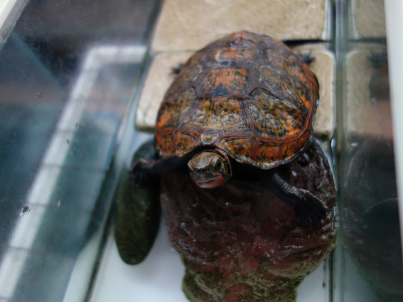 ニホンイシガメ