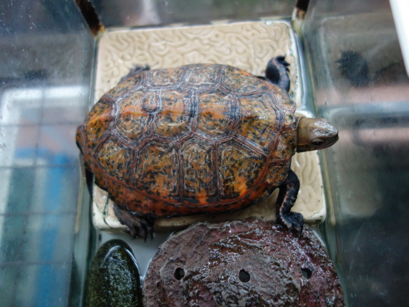 ニホンイシガメ