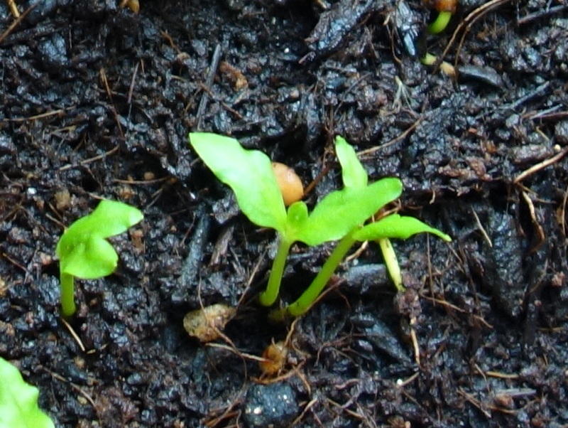 バンジロウの実生