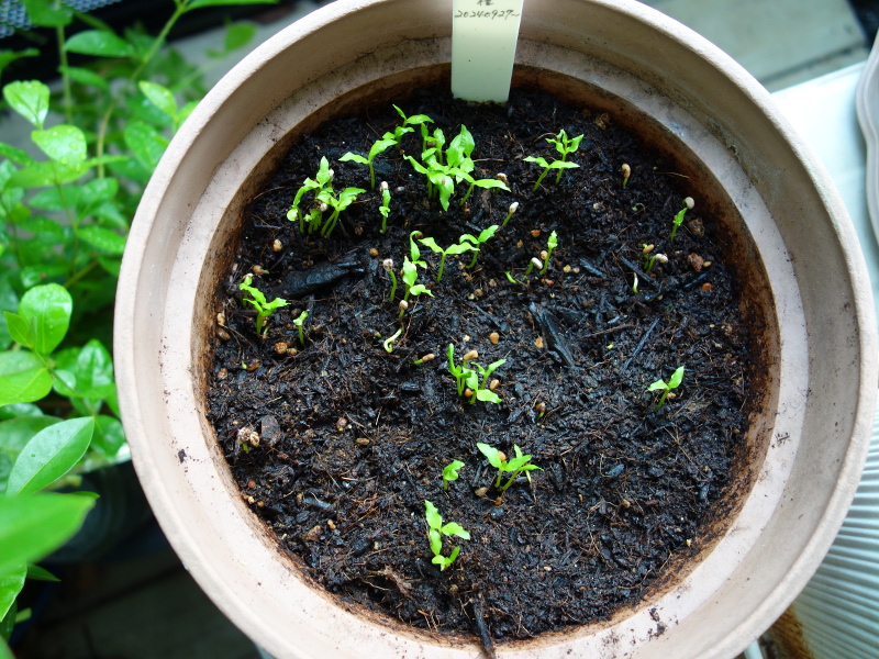 バンジロウの実生