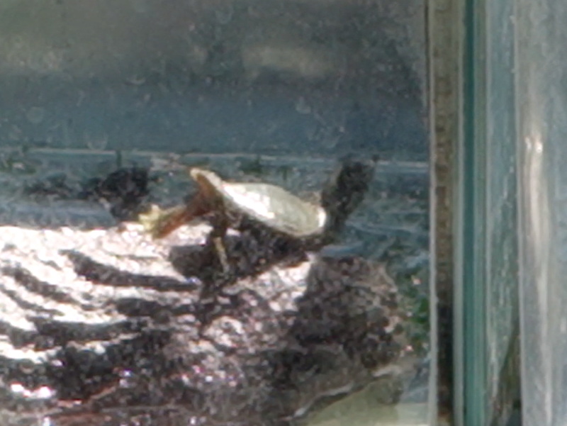 赤ちゃんスッポン