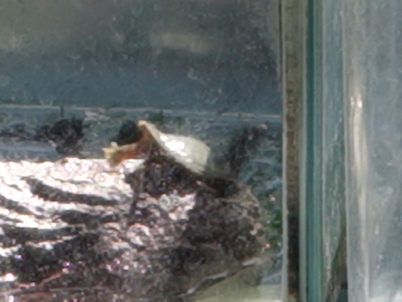 赤ちゃんスッポン