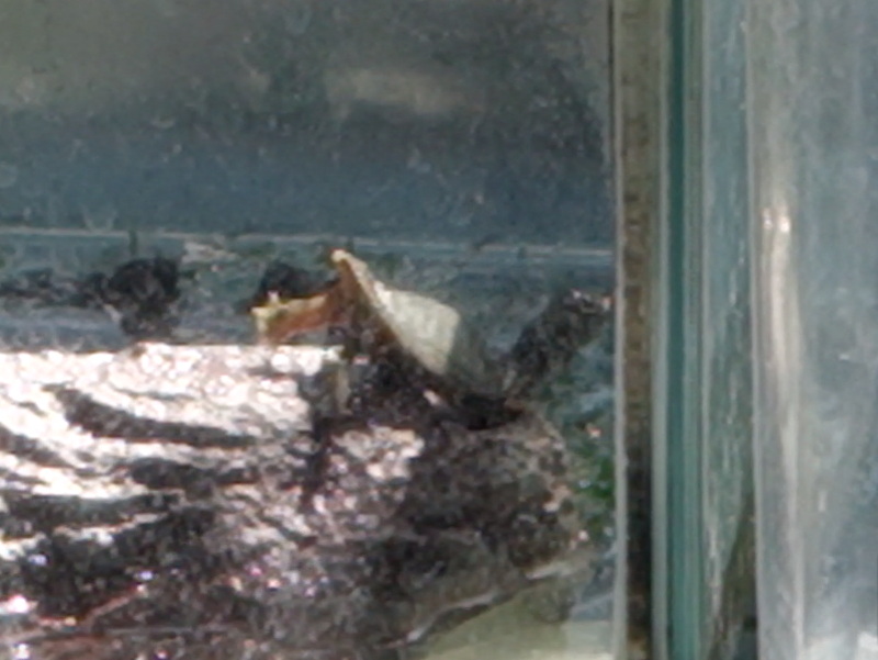 赤ちゃんスッポン