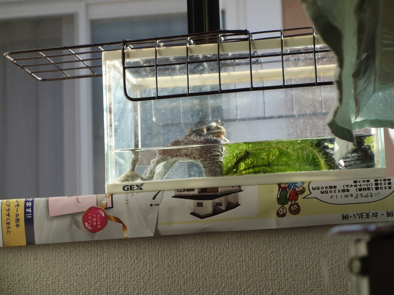 赤ちゃんスッポン