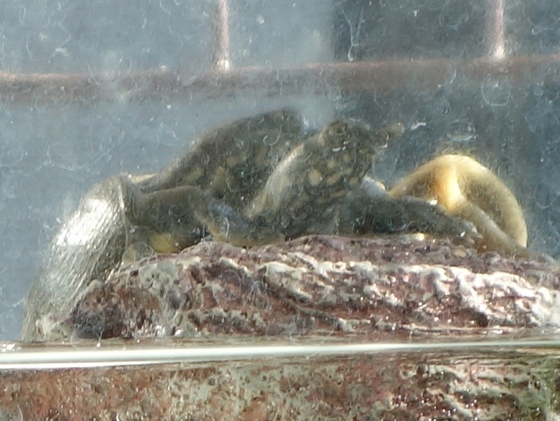 赤ちゃんスッポン