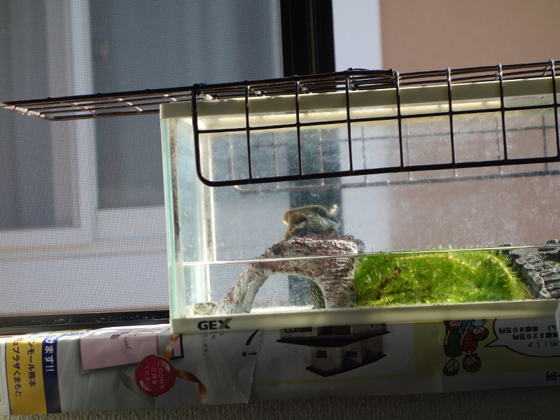 赤ちゃんスッポン