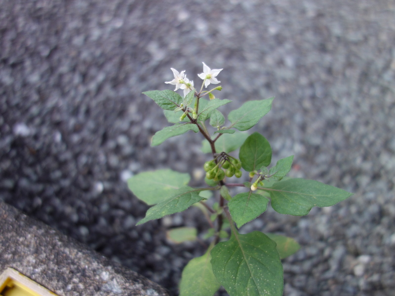 イヌホオズキ（犬酸漿）の花