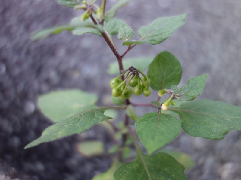 イヌホオズキ（犬酸漿）の花