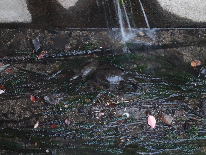 野生のスッポン