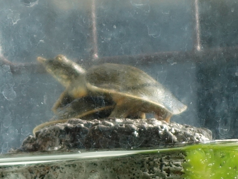 赤ちゃんスッポン