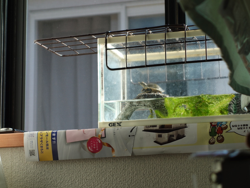 赤ちゃんスッポン