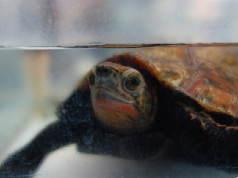 ニホンイシガメ