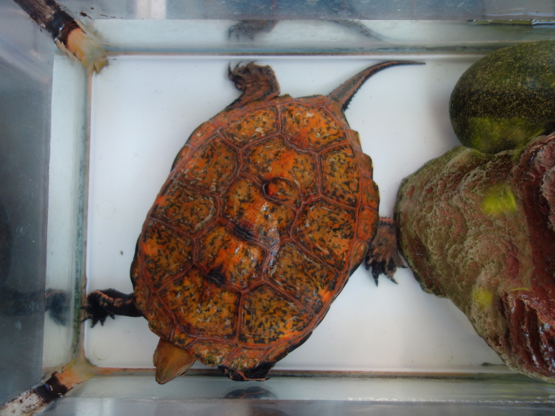 ニホンイシガメ