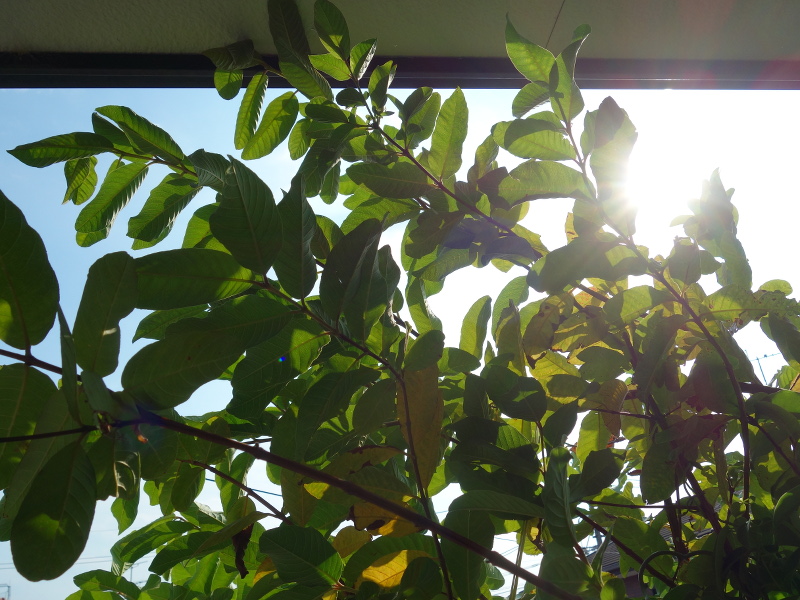 バンジロウの実生