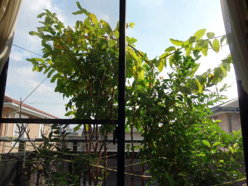 バンジロウの実生