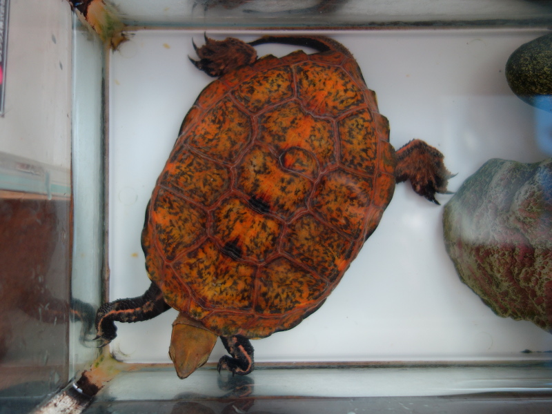 ニホンイシガメ