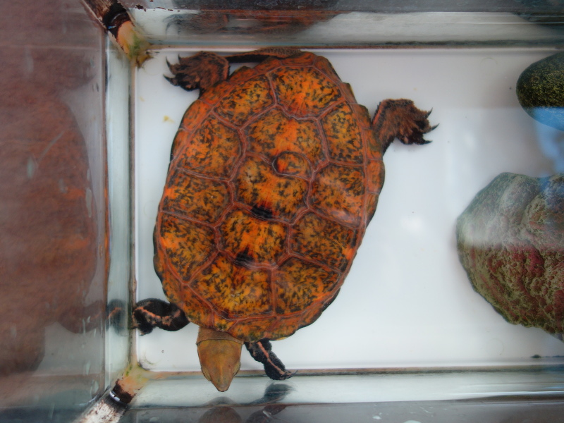 ニホンイシガメ