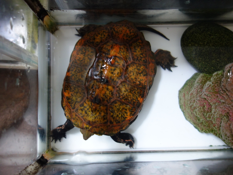 ニホンイシガメ