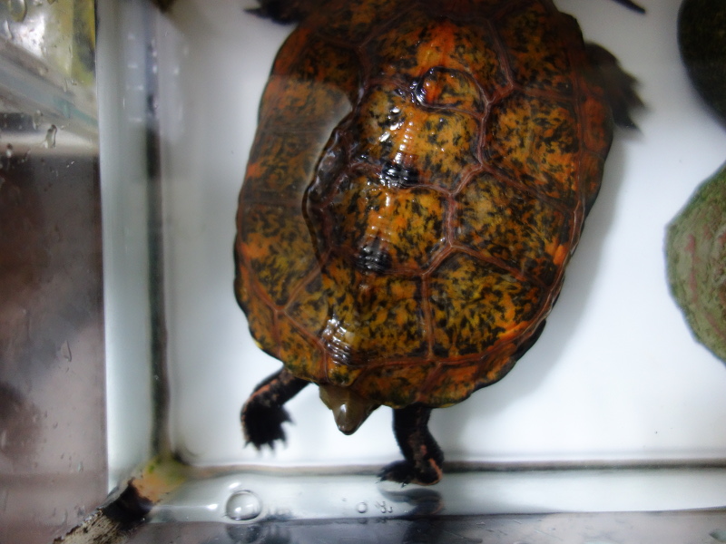 ニホンイシガメ