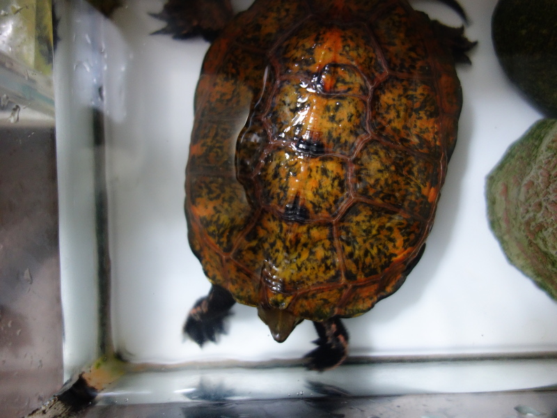 ニホンイシガメ