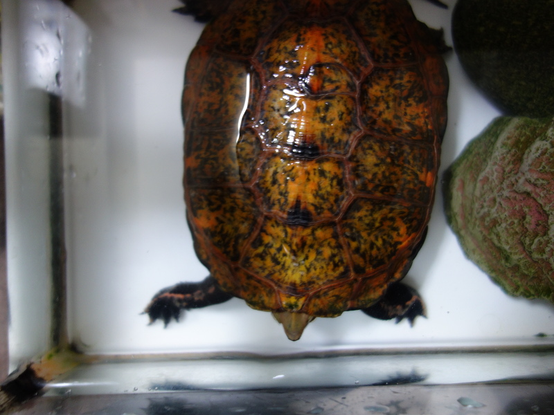 ニホンイシガメ