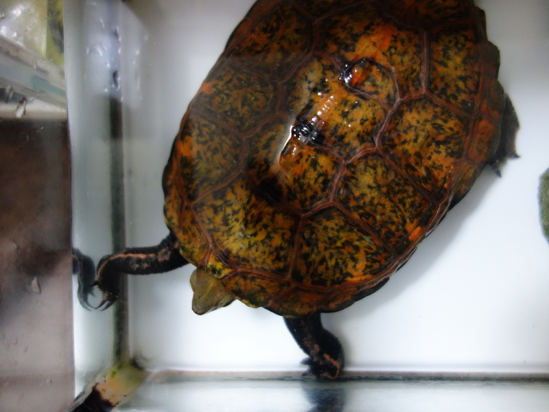 ニホンイシガメ