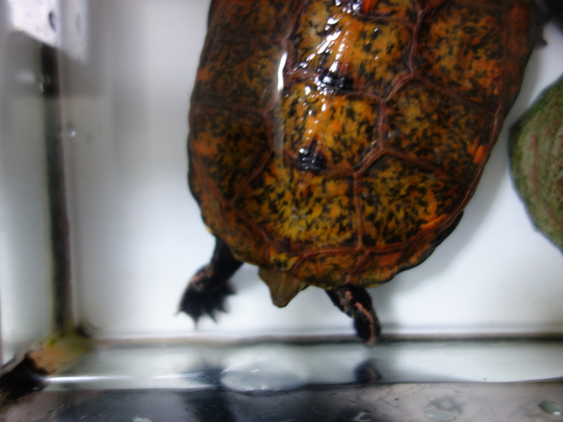 ニホンイシガメ