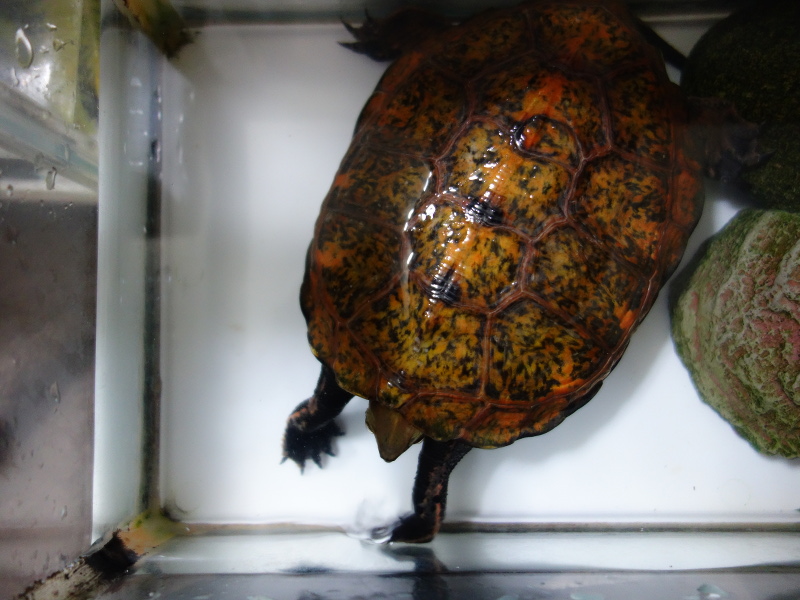 ニホンイシガメ