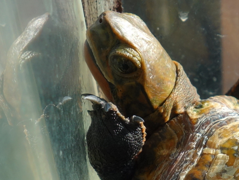 ニホンイシガメ