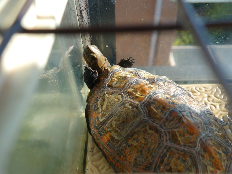 ニホンイシガメ