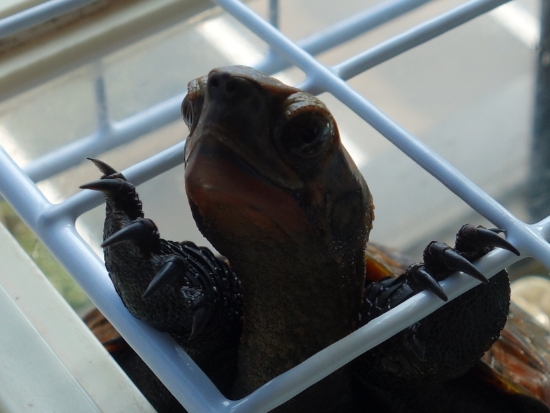 ニホンイシガメ