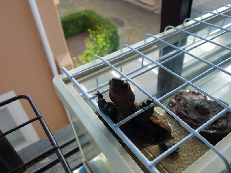 ニホンイシガメ